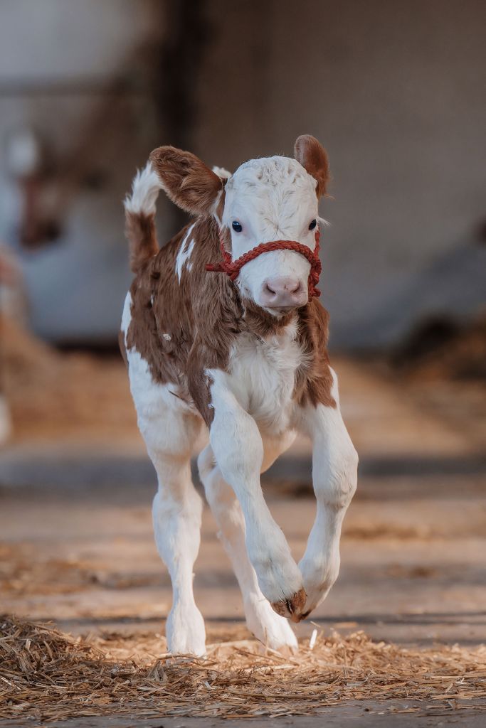 Tierärzte Jahrdorf – Wiederkäuer- und Alpakamedizin