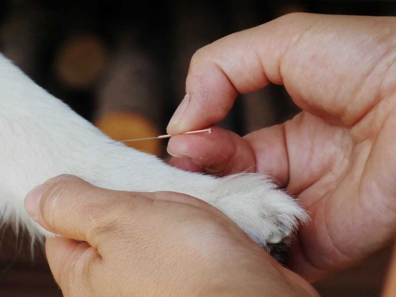 Punktgenau Mag. Tonja Böhmisch Akupunktur & Chiropraktik für Pferd & Hund bei Tierarztpraxis Knabe 14