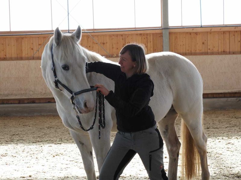 Punktgenau Mag. Tonja Böhmisch Akupunktur & Chiropraktik für Pferd & Hund bei Tierarztpraxis Knabe 9